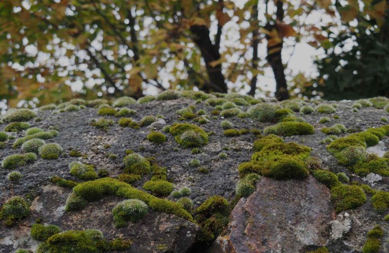 Descubre los Bosques Telúricos – 26 de octubre 2025