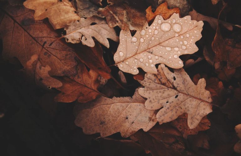 El Jardín Interior – «Otoño» | viernes 23 de octubre